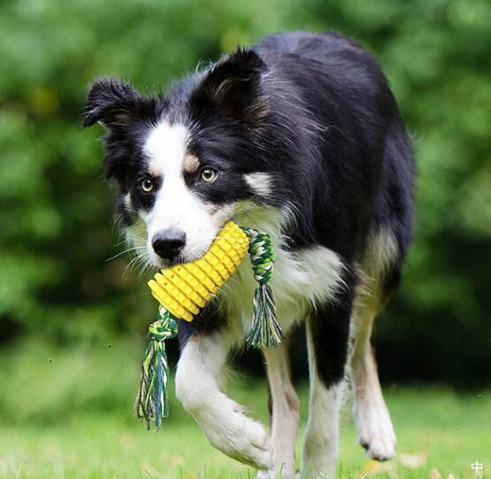 durable corn intelligence toy